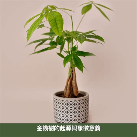 金錢樹結果|金錢樹結果的象徵與栽培指南 – 植物盆栽綠寶典